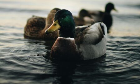 L'hymne Officiel des Jeux Olympiques de Paris 2024 révélé au public : la version réorchestrée d'une chanson populaire, la danse des canards